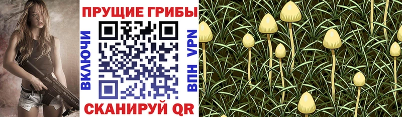 Галлюциногенные грибы мицелий  Купить  Нюрба 